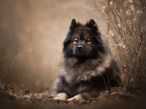 Eurasier, Twigs, dog, point, lying