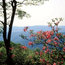 Twigs, Spring, flourishing