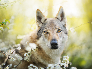 dog, Twigs, Flowers, Czechoslovakian Wolfdog