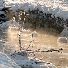 Twigs, Frost, snow, icy, winter