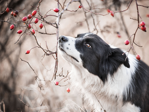 dog, Twigs, Fruits, Border Collie