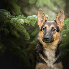 Swierk, German Shepherd, Twigs