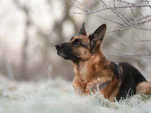 dog, Twigs, grass, German Shepherd