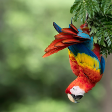 parrot, Twigs, Leaf, Scarlet Macaw