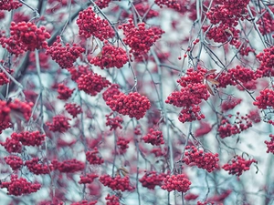 Plant, Fruits, autumn, Twigs
