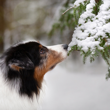 dog, Twigs, snow, Australian Shepherd