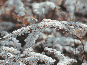 White, Twigs, Spiraea Grey, Flowers
