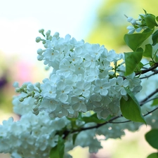 Bush, Twigs, without, Flowers, White