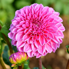 Pink, Two cars, Buds, Dalia