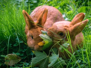 grass, Two cars, Rabbits, Leaf