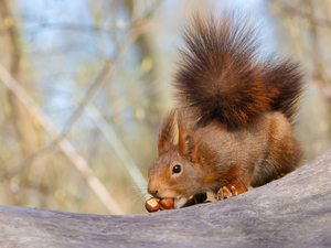 Ginger, Two cars, nuts, squirrel