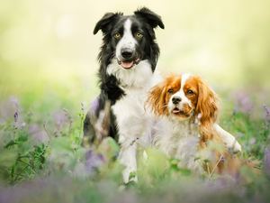 Two cars, Border Collie, Cavalier King Charles spaniel, Dogs