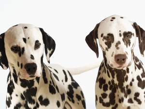 Two cars, Dalmatians