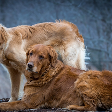 Two cars, Dogs