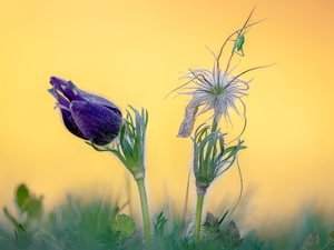 Flowers, pasque, grasshopper, Two