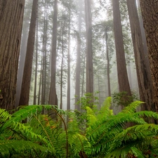 Redwood National Park, trees, Fog, viewes, fern, California, The United States, redwoods