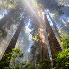 trees, forest, viewes, redwoods, California, The United States, rhododendron, Redwood National Park, light breaking through sky