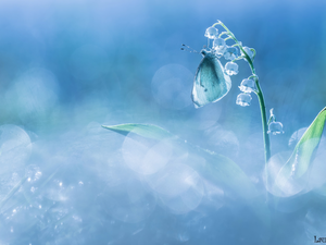Colourfull Flowers, butterfly, Cabbage, lily of the Valley