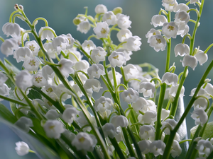 Lily of the Valley