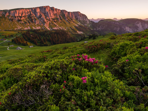Valley, woods, Switzerland, Flowers, Canton of Bern, Alps, Mountains, Rhododendron