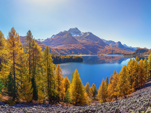autumn, Alps Mountains, trees, viewes, Canton Graubunden, Switzerland, Lake Silsersee, Piz da la Margna Peak, Engadin Valley