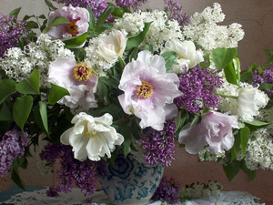 Peonies, Vase, bouquet, without, Flowers
