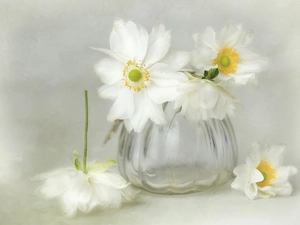 glass, White, Anemones, vase