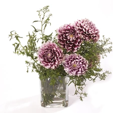 purple, dahlias, Vase, White