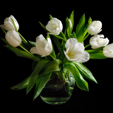 Vase, White, Tulips