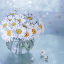 bouquet, vase, White, Flowers, daisy