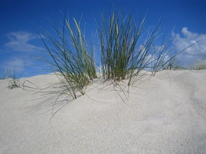 VEGETATION, down, Desert