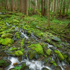 forest, Stones, VEGETATION, brook