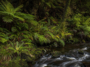 forest, fern, stream, VEGETATION