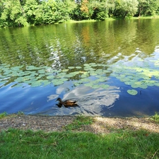 Garden, duck, VEGETATION, water