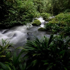 VEGETATION, Costa Rica, flux, Stones, jungle