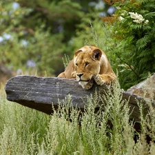 VEGETATION, Lioness, Stone