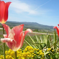 VEGETATION, Meadow, Tulips