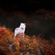 VEGETATION, White, Wolf