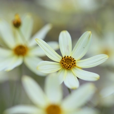 Coreopsis Verticillata, Yellow, Colourfull Flowers