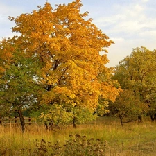 viewes, autumn, Meadow, trees, field