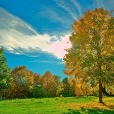 viewes, autumn, color, trees, Meadow