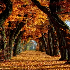 autumn, trees, viewes, alley