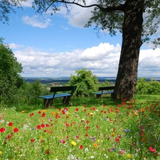 viewes, bench, Flowers, trees, Meadow