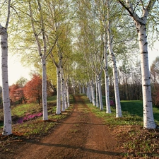 viewes, birch, Way, trees, Field