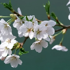 Blossoming, trees, viewes, twig