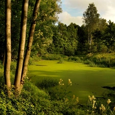 viewes, Bush, River, trees, forest