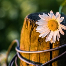 daisy, trees, viewes, trunk