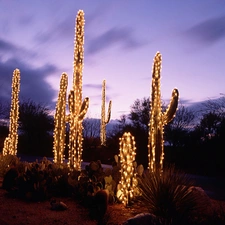 viewes, christmas, lighting, trees, Cactus