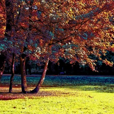 color, trees, viewes, Park