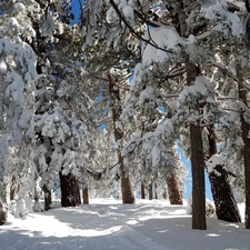 viewes, Conifers, Snowy, trees, winter